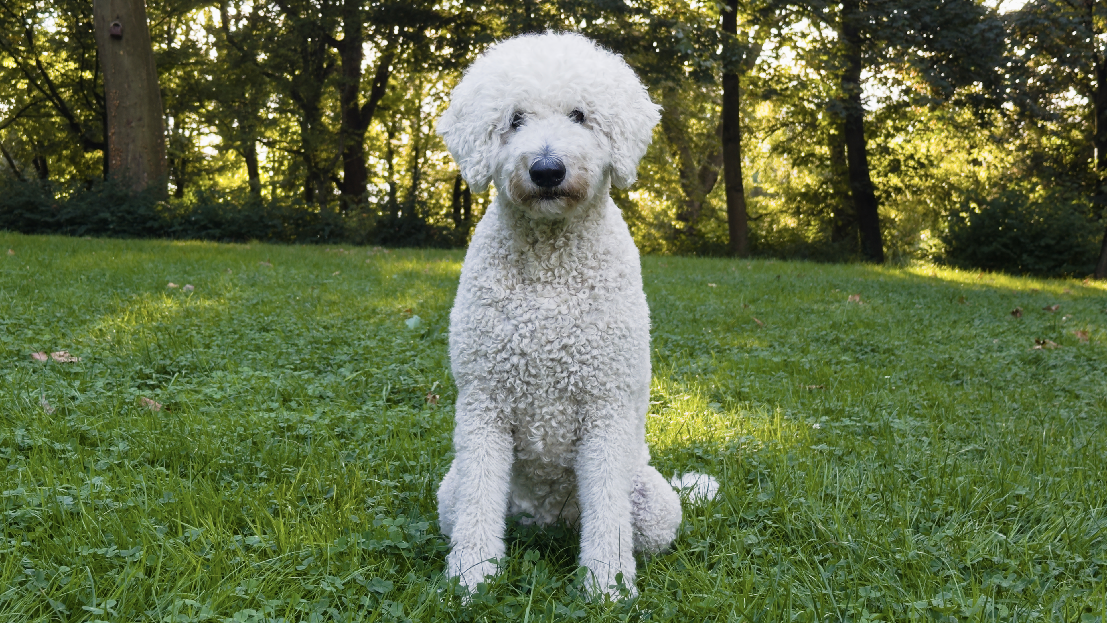 Hund Nala in Köln in der Frontalansicht