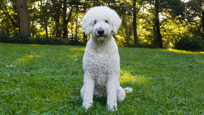 Nala genießt ebenfalls die Behandlung durch die Tierphysiotherapeutin von PawsomePhysio Hund Nala in Köln in der Frontalansicht