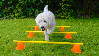 Hund läuft über Hürden