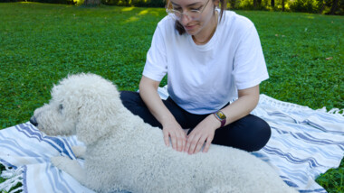 Hund wird von Tierphysiotherapeutin massiert